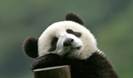 Liu Ning
